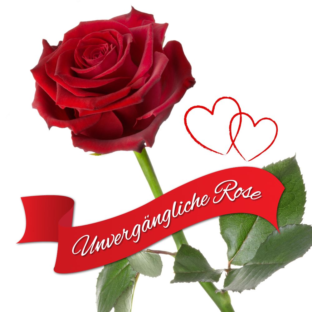 Unvergängliche Jahrhundert-Rose