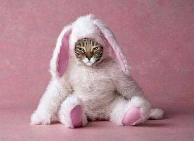 Pink Bunny Cat Pink Bunny Cat