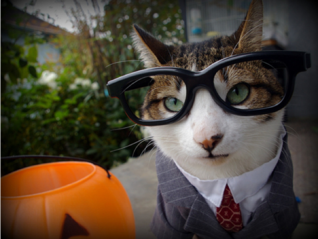 Die Business Katze