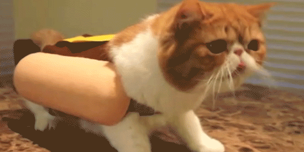 Hot Dog Cat