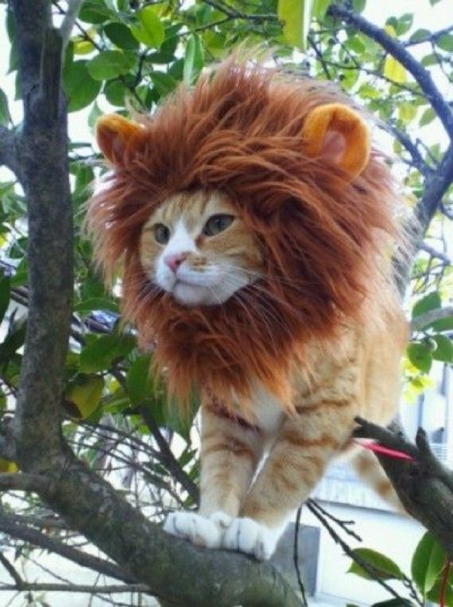 Der König der Hauskatzen
