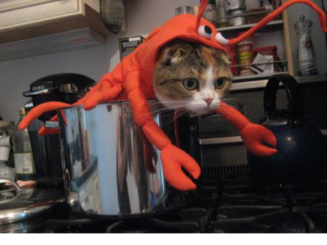 Die Hummer Katze