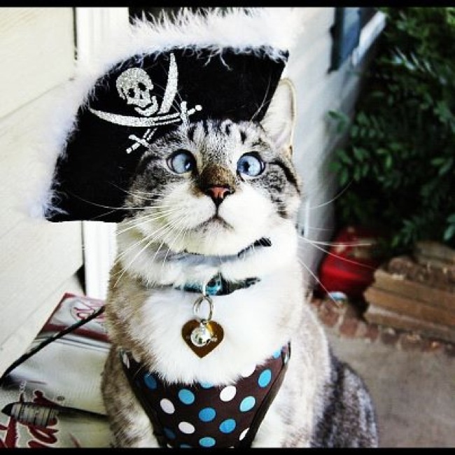 Cat Sparrow