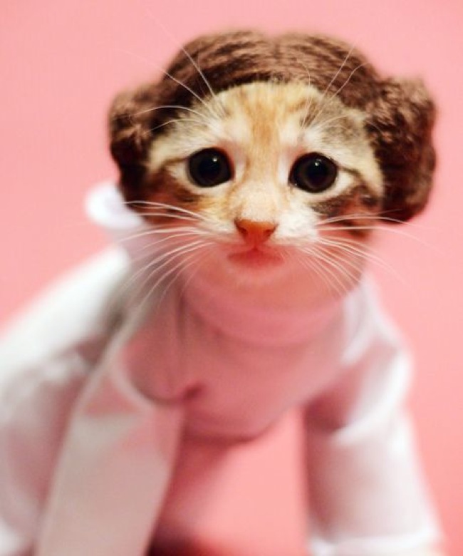 Prinzessin Sheba