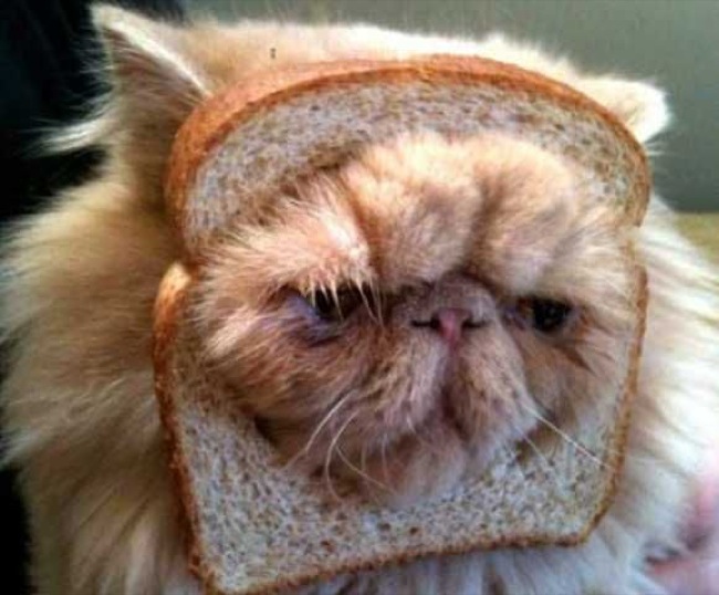 Toastbrot Baby