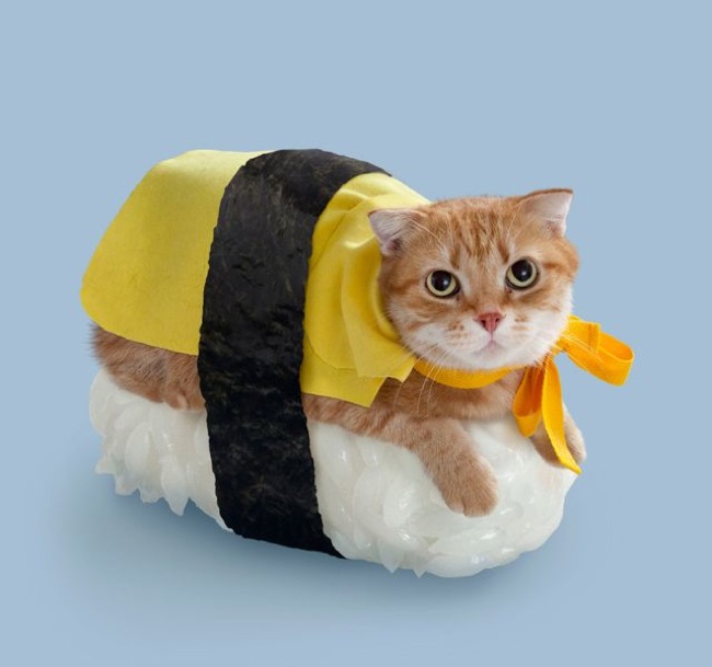 Suhsi Muschi - Die Katzenrolle