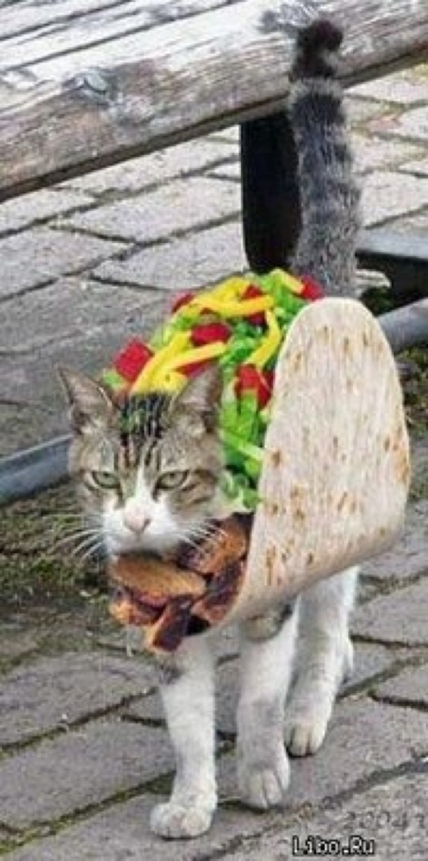 Taco Fell